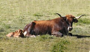 carne escologica la guia definitiva