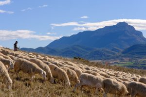 crianza Ternasco de Aragón en otoño